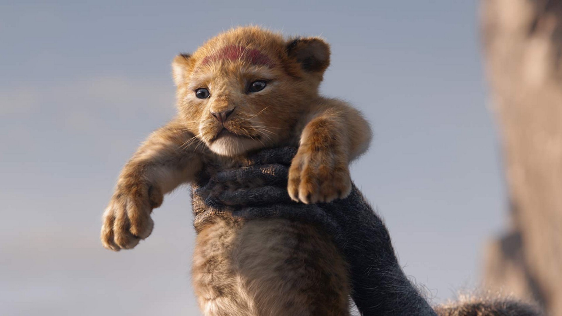 The Lion King 2019 Movie Wallpaper with high-resolution 1920x1080 pixel. You can use this poster wallpaper for your Desktop Computers, Mac Screensavers, Windows Backgrounds, iPhone Wallpapers, Tablet or Android Lock screen and another Mobile device The Lion King 2019 Movie Wallpaper with high-resolution 1920x1080 pixel. You can use this poster wallpaper for your Desktop Computers, Mac Screensavers, Windows Backgrounds, iPhone Wallpapers, Tablet or Android Lock screen and another Mobile device